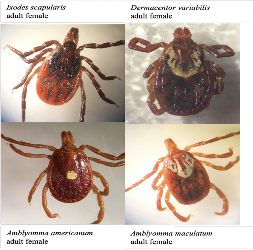 Pictures of four different tick species common in Virginia: Ixodes scapularis (the blacklegged tick), Dermacentor variabilis (the American dog tick), Amblyomma americanum (the lone-star tick), and Amblyomma maculatum (the Gulf Coast tick).