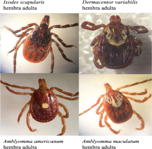 Una foto de cuatro garrapatas.