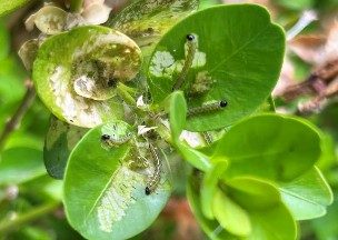 Early box tree moth larvae chewing on leaves.