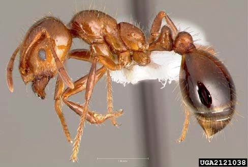Fire Ant Management for Livestock Producers: Hayfields and Pastures Figure 2, A side view of an adult imported fire ant showing the two-node "waist." automatically generated