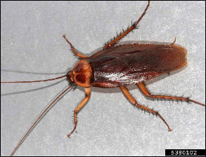 An adult American cockroach with legs and antennae extended.