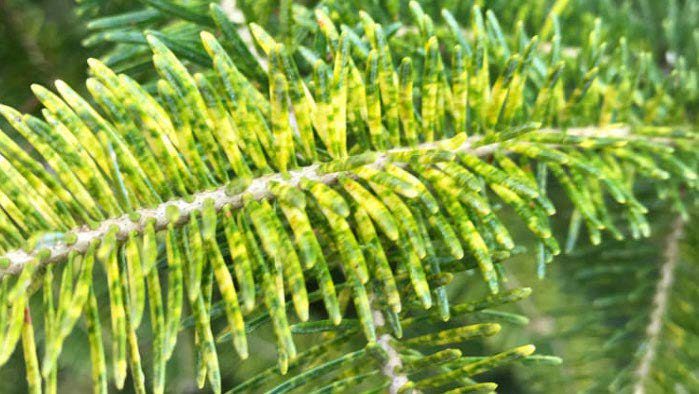 Figure 3, A conifer twig shows characteristic damage from scale insect feeding.