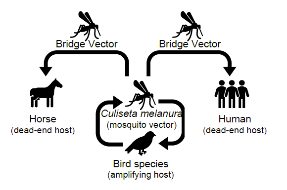 Diagram depitcting the enzootic cycle of Eastern Equine Encephalitis virus.