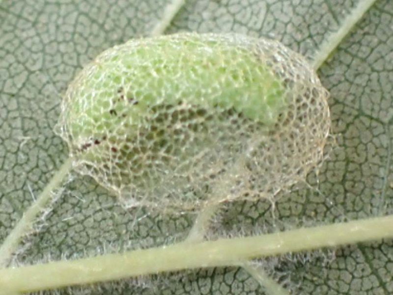 Elm zigzag sawfly pupa and net like case.