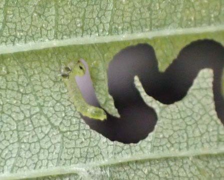 Elm zigzag sawfly larva and damage done to a leaf, close up.