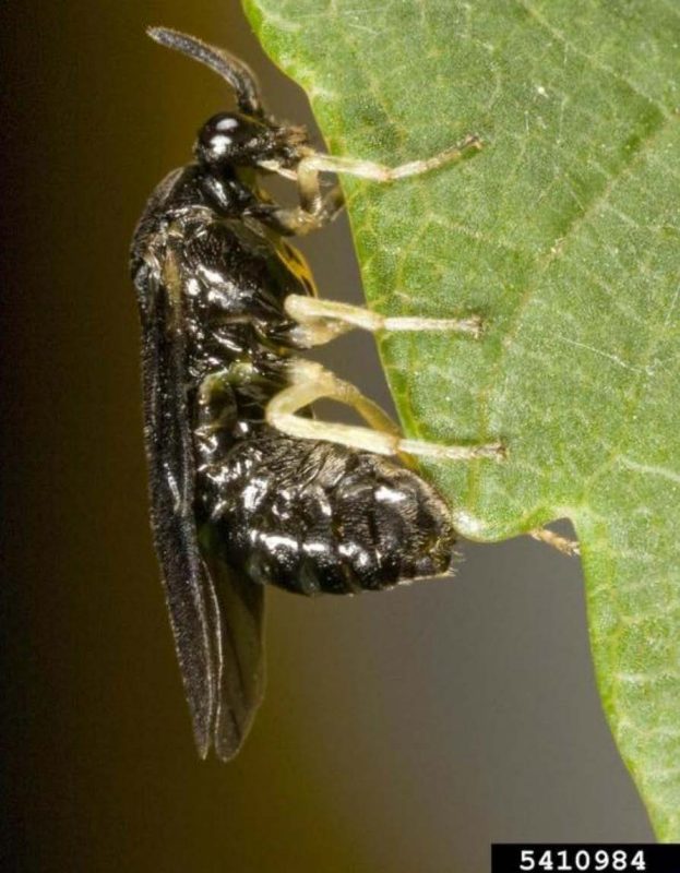 Adult elm zigzag sawfly.