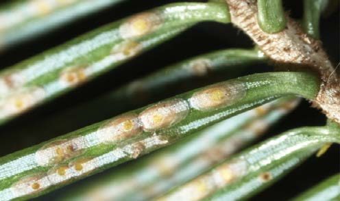 Figure 1, A closeup of conifer needles with scale insects.
