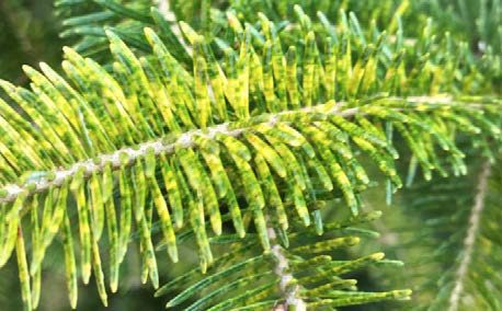 Figure 3, A conifer twig shows characteristic coloration changes due to scale insects.