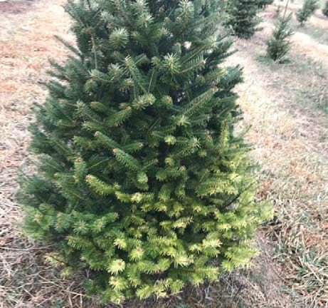 Figure 4, A small conifer tree with badly discolored foliage at its base due to feeding by scale insects.