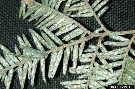 Figure 2, A conifer twig with many needles covered in scale insects.