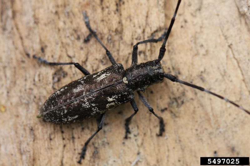Figure 3, Whitespotted sawyer sitting on a branch.