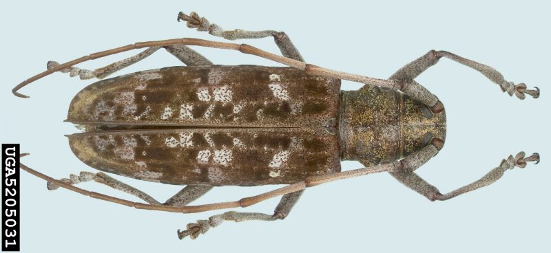 Figure 4, An adult longhorn beetle with antennae longer than its body.