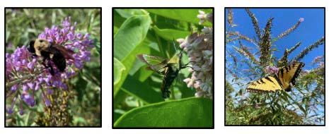 A bee on a milkweed flower, a hummingbird moth visiting a milkweed flower and a butterfly visiting a purple plant.