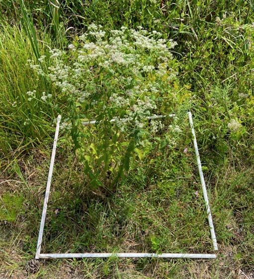 A frame around a white and green flowering plant.
