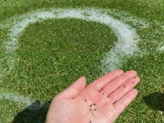 A hand with ABW in front of a soap water flush on green turfgrass