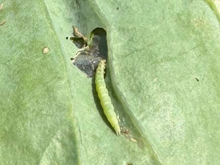 Late instar DBM larva feeding on green cabbage leaf.
