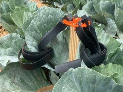 MESO pheromone dispenser in a cabbage field.