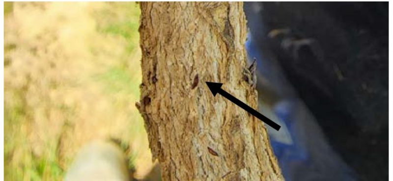 Wax covering rubbed off on test of JMS, resulting on exposed adults (arrow).