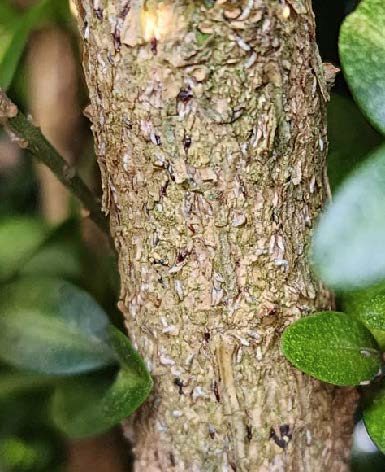 JMS infestation blending in with the bark.