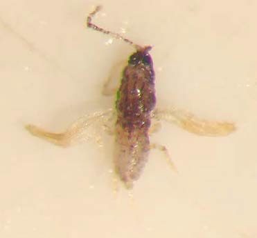  A male JMS with a missing antenna.