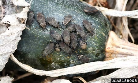 Figure 5, Squash bug adults and mature nymphs cluster near the stem of a zucchini fruit.