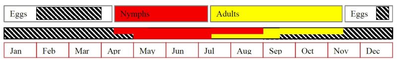 Figure 6. Spotted lanternfly life stages and the time of the year that they are found.