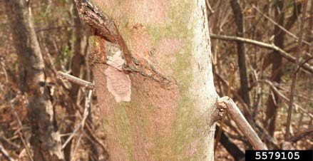 Figure 5, A spotted lanternfly egg mass on a tree trunk.