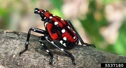 Figure 4, A mature spotted lanternfly nymph rests on a twig.