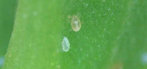 Figure 1, Broad mites on fresh foliage.