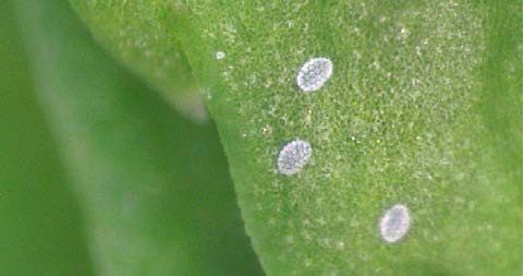 Figure 2, Three broad mite eggs showing the characteristic "dotted" appearance.