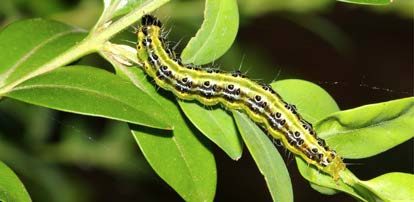 Figure 3, A box tree moth caterpillar on boxwood leaves.