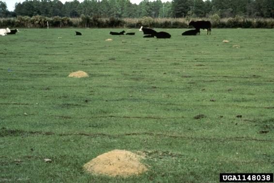 Figure 5, A view of a pasture with cattle resting in the background. Multiple fire ant mounds are visible scattered across the field.