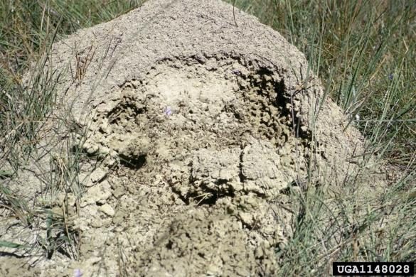 Figure 4, A large earthen mound made by an imported fire ant colony stands out from the surrounding grass in a field.