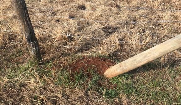 Figure 6, A fire ant mound built at the base of a bracing support pole of a wire fence in a pasture.