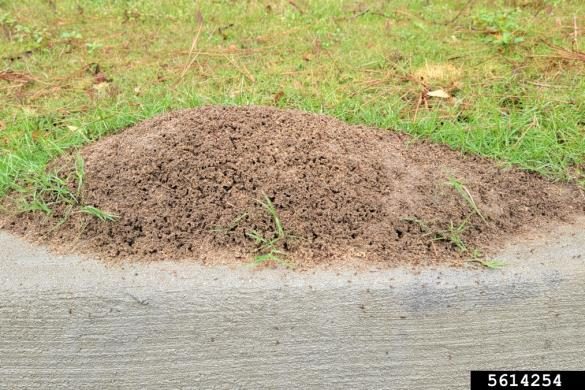 Figure 7, A fire ant mound built beside a concrete curb with grass in the background.
