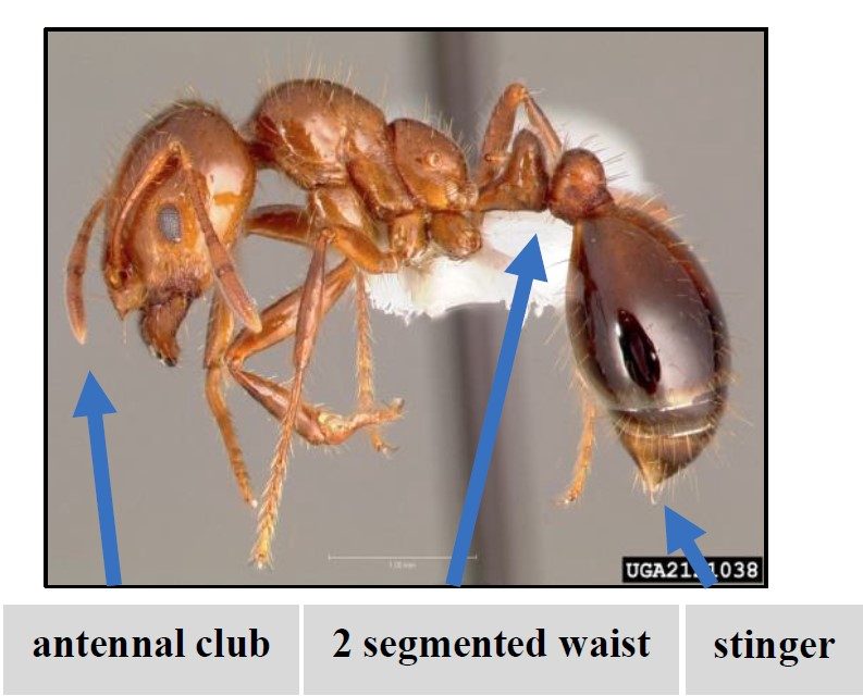 Figure 2. Adult red imported fire ant