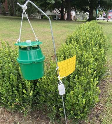 Figure 1. Adult bucket trap next to yellow sticky card and weather data logger. Photo by Alejandro Del- Pozo, Virginia Tech.