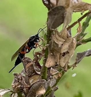 Figure 3. Pimpla disparis wasp on a BTM infested boxwood plant. Photo by Britaney Hight, Virginia Tech.