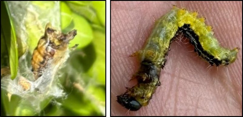 Figure 4. BTM pupa (left) and larva (right) with evidence of predation. Photos by David Rivera, Virginia Tech (left), and Lelia Milner, Virginia Tech (Right).