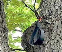 Figure 5. Mating Disruption pheromone dispenser. Photo by Gregory Simmons, USDA.