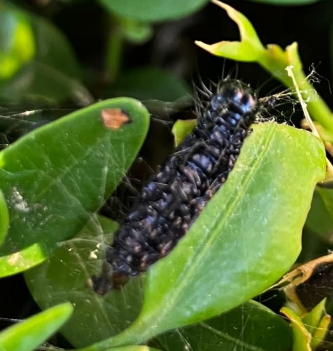 Figure 6. BTM larva one week after ingesting Btk insecticide. Photo by Lelia Milner, Virginia Tech.