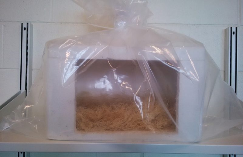 Cutaway showing a cooler in an inflated bag with shrimp situated on top of the wood shavings. A gel pack goes on the top layer of wood shavings, directly under the lid, and the enclosed cooler is placed in a large box.