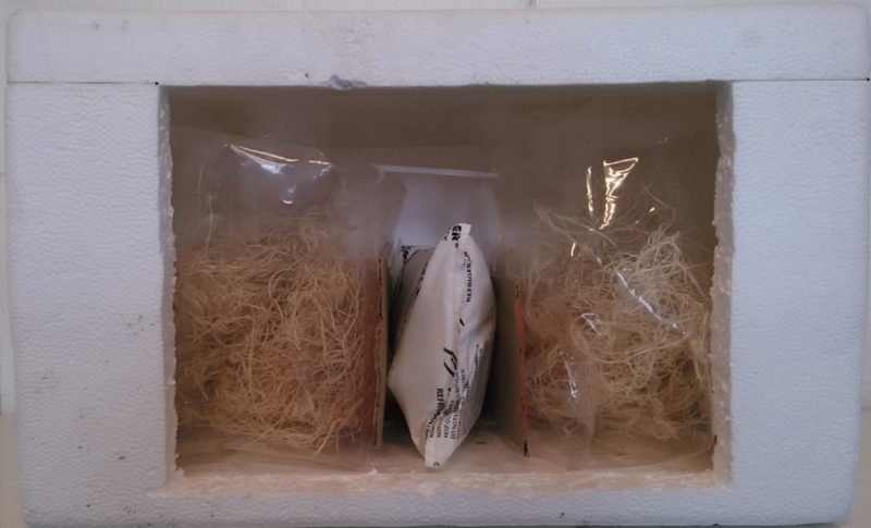Cutaway showing two small, inflated bags in a cooler with a gel pack. This shipping method is good for smaller batches and has a high survival potential, but it is a suboptimal use of space.
