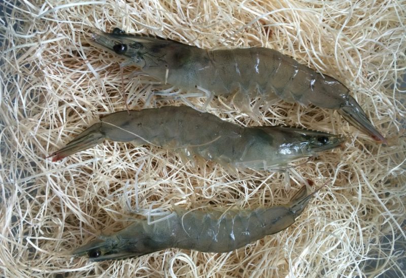 Shrimp packed in moistened wood shavings.