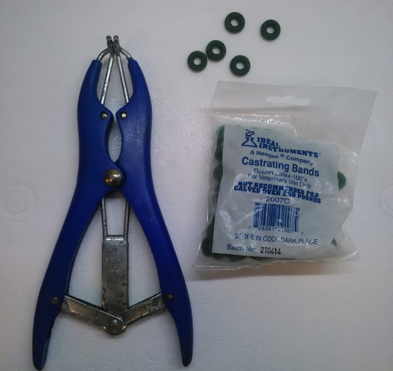 Castrating tool for sealing bags with rubber bands.