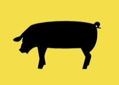 Pig sketch