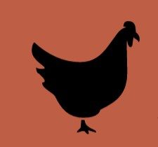chicken sketch