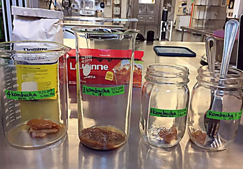 a photo of four empty jars with SCOBY