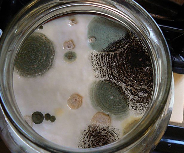 a photo of Unhealthy SCOBY with Green and white mold on top
