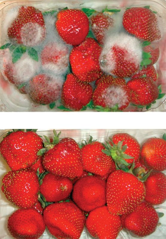 Figure 3a shows a container of strawberries covered with mold, while figure 3b shows strawberries looking bright red and fresh.